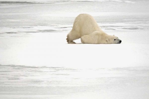 Canada, Churchill Polar bear scratching itself
